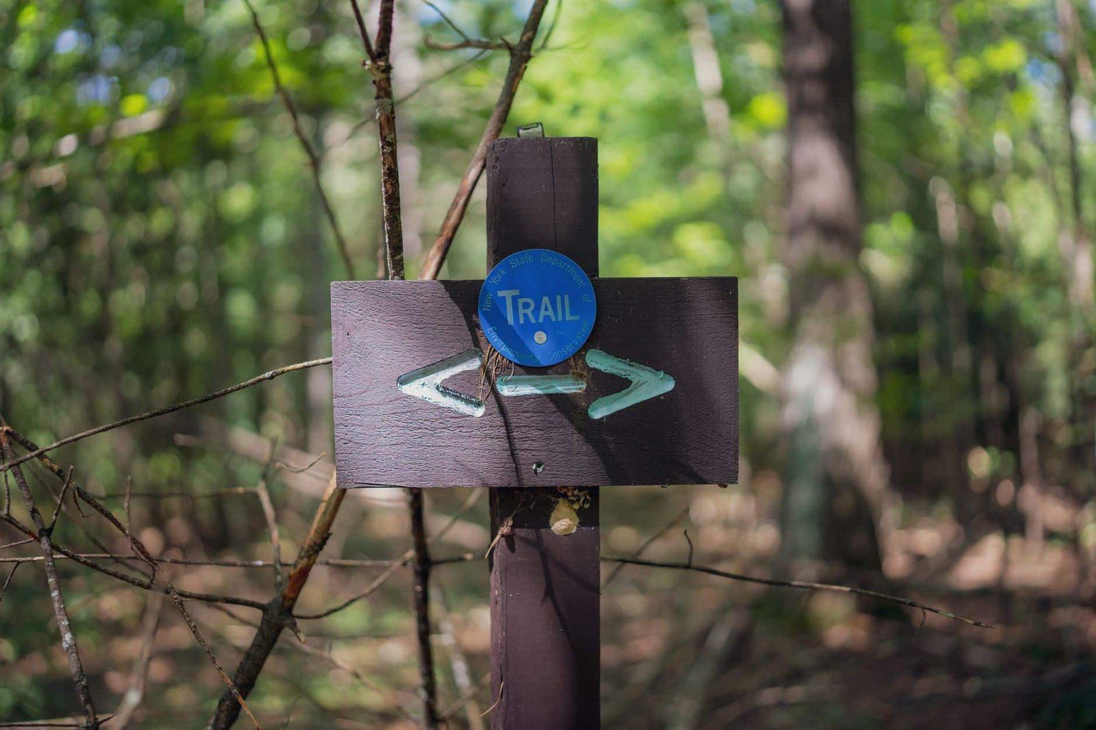 Wooden trail signpost with arrows in a sunlit forest, marking the choice between AI models
