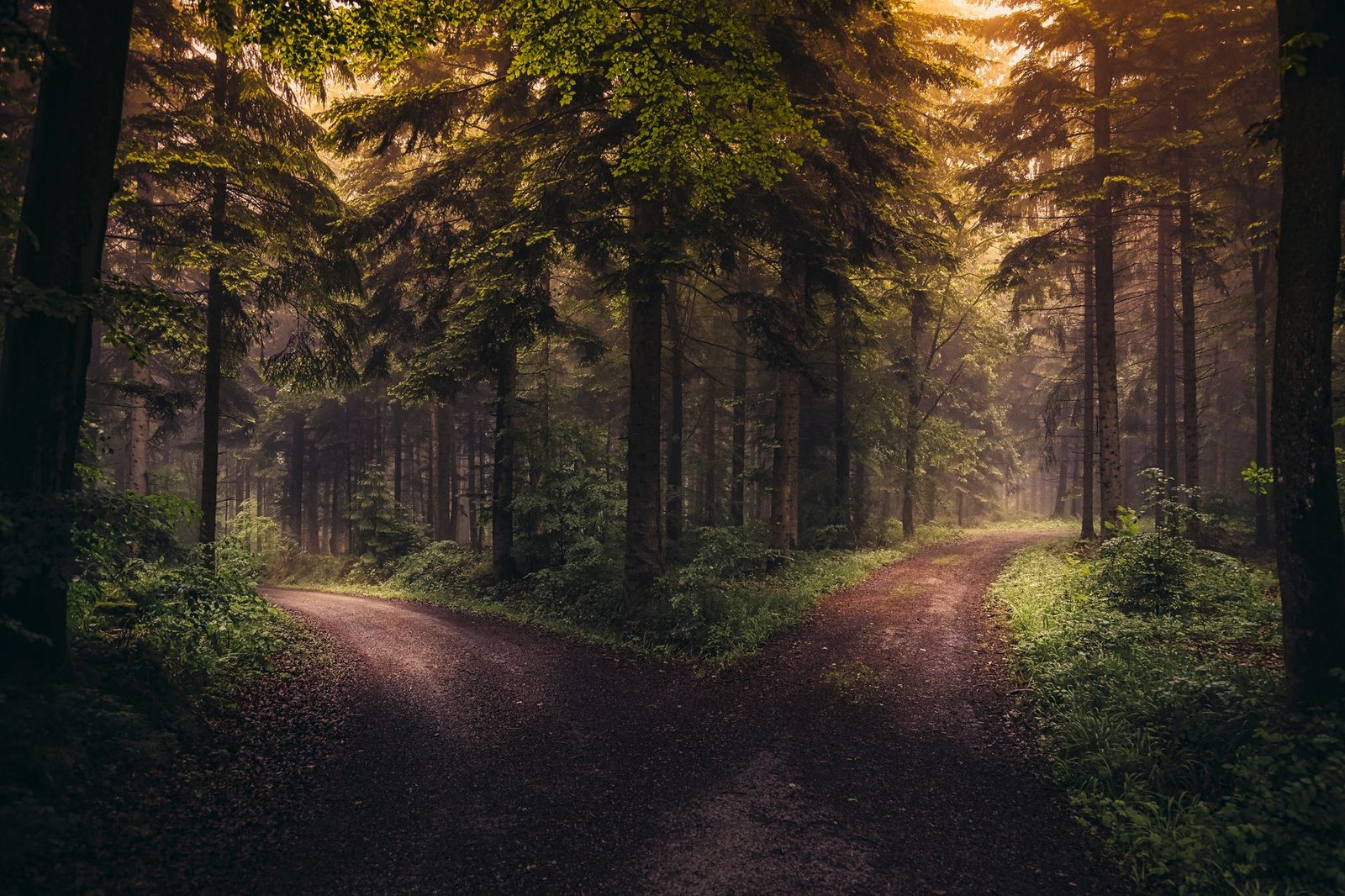 A forest road splitting in two at sunrise, the shape most AI myths take once you check them
