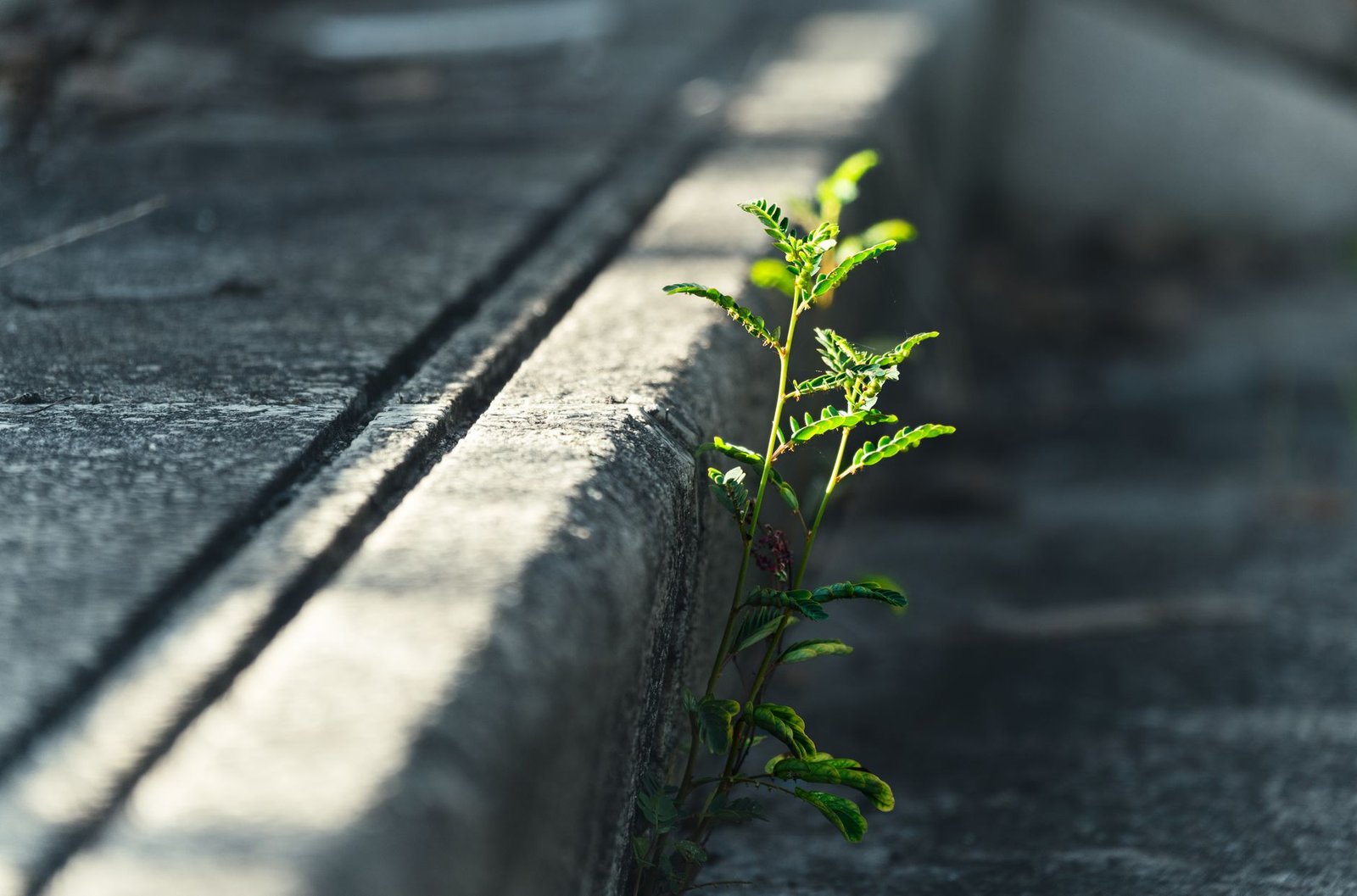 A plant pushing through cracked concrete, representing Copilot reinstalling itself after removal